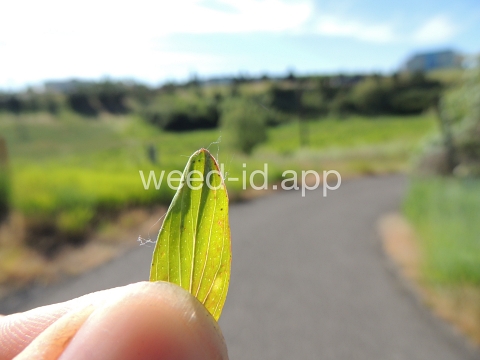 St. Johnswort, common